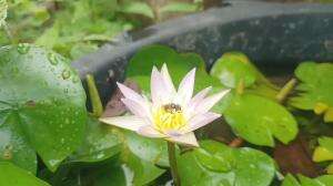  #insect 
#teratai
#background real 
