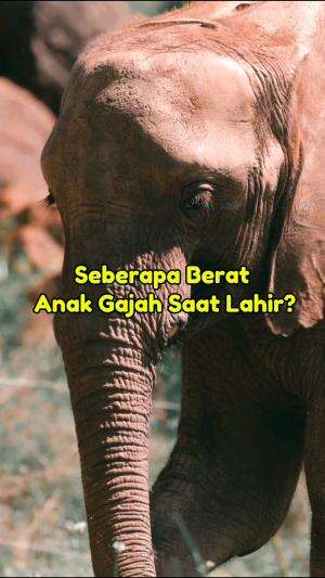 BERAPA BERAT BAYI GAJAH?  #gajah #hewanunik #biarkamutahu 