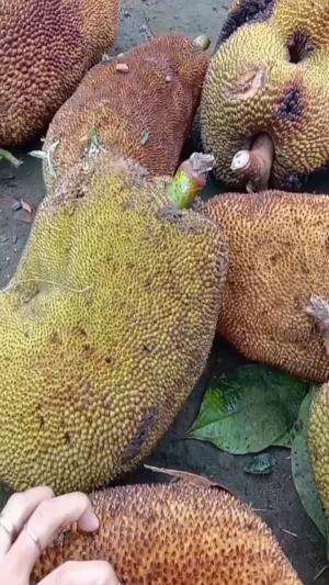 panen nangka muda terus dimasak #gakmasakgakmakan #resepndeso #menukesukaanalmsuami #sukamasaksukamakan 