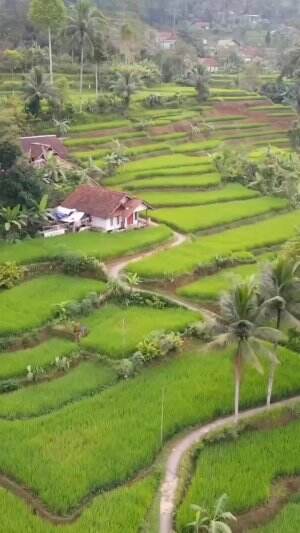 Wonderfull Pesawahan Indonesia. #viralvideo  #tranding  #RCTIPlus  #HOTrctiplus  #trendingvideo #1TRENDING 