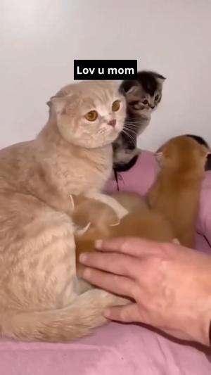 lov u mom
#HOTrctiplus #shortplus #kucingoyen #duniakucing