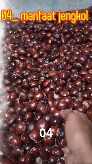 MANFAAT JENGKOL BAG.4
#manfaatjengkol
 #punhaijengkol
 #