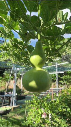 labu unik menyerupai botol #Berkebun #edukasi #fyp #fypシ゚viral #trending #foryou #RCTIPlus #HOTrctiplus