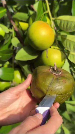 Sawo hitam black sapote #Berkebun #edukasi #fyp #fypシ゚viral #trending #foryou #RCTIPlus #HOTrctiplus