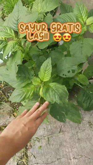 Panen sayur gratis di sekitar rumah 
#berkebun #panensayuran #mandiripangan
