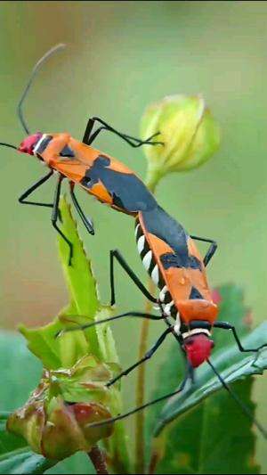 Bapak Pucung, atau dikenal juga dengan nama "Dysdercus cingulatus" atau "kepik sejati," adalah serangga yang tergolong dalam ordo Hemiptera 