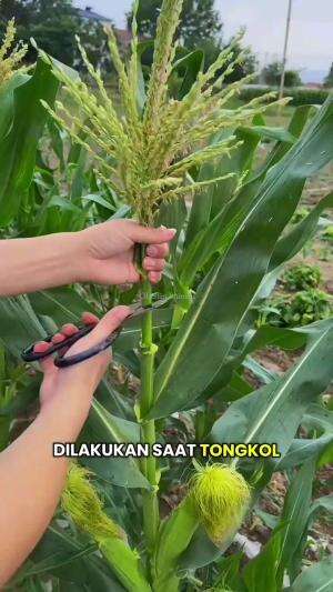 teknik unik petani jagung 
 #shortplus  #petani  #short 