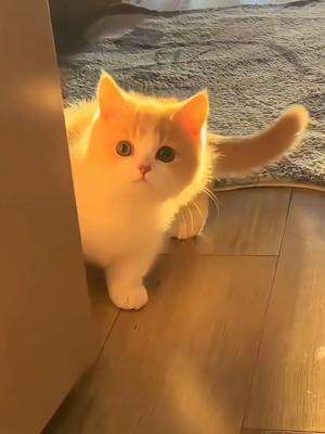 KUCINGNYA..?!! 🥰🥰🥰 #KUCING #CATLOVERS #FYP #fyp #fypシ 