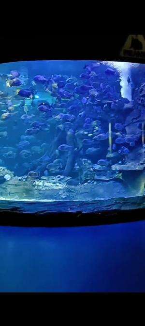 senangnya ke SeaWorld 
#seaworld #seaworldancol #ancol #jakarta #RCTIPlus #HOTrctiplus #fyp 