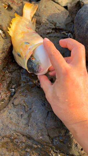 Ikan buntal ini tidak bisa dimakan
.
#laut
#ikan
#rctiplus