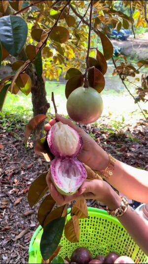 Buah kenitu #Berkebun #edukasi #fyp #fypシ゚viral #trending #foryou #RCTIPlus #HOTrctiplus
