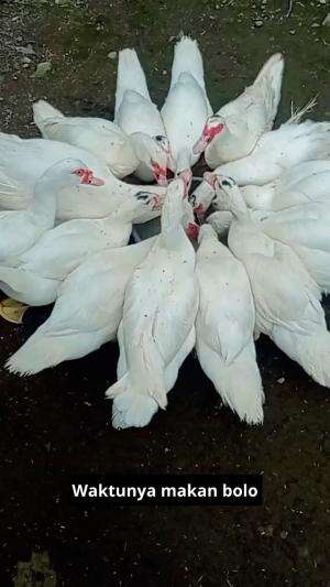 mentok waktunya makan siang