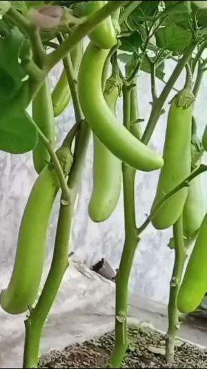 Terong hijaunya juga waktu nya panen #Berkebun #edukasi #fyp #fypシ゚viral #trending #foryou #RCTIPlus #HOTrctiplus