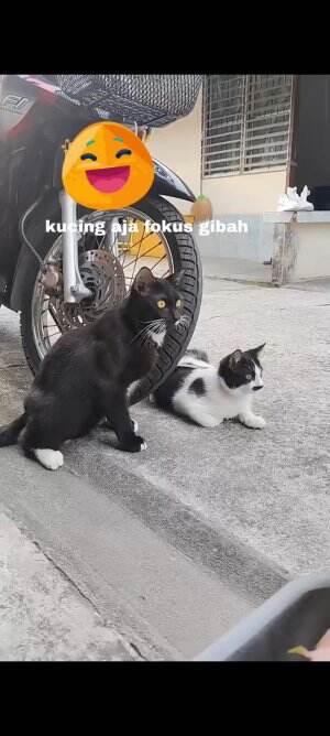 kucing tetangga apa tetangga kucing😁

 #lucu  #videolucu  #kucinglucu  #tetanggamasakini  #videokucing 