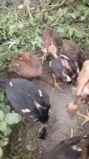 ayam soleh