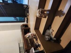 kalau Penjaga rumah kayak gini aman ga ya?

 #anjing #anjinglucu #videoanjinglucu #Viral 