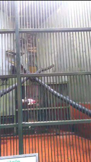 Coba Tebak! Hewan Apa Ini? #kebunbinatang #beruk #hewanlucu