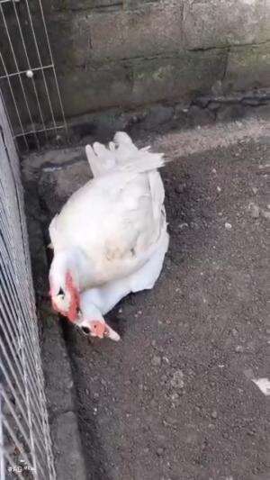 belajar berkembang biak

#shortplus #HOTrctiplus #entok