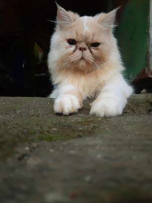 kucing persia hidung pesek #Kucing   #kucinglucu  #gemesh 