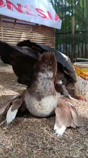 entok belajar berkembang biak