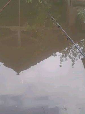 mancing ikan mas