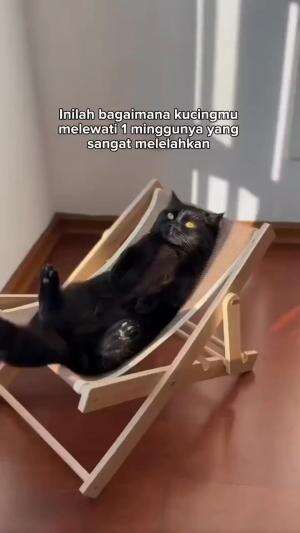 super sibuk
#HOTrctiplus #shortplus #kucingoyen #duniakucing