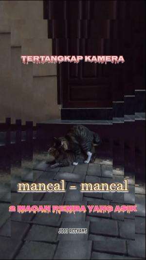 #mancal - mancal lurr
