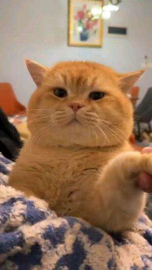 LAGI DIMARAHIN

#kucinglucu #kucingoyen #catlovers #pencintakucing #kucinggemoy #kucinggemes #sahabarkucing