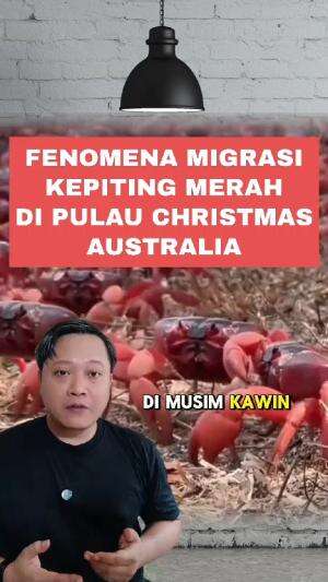 Fenomena migrasi kepiting merah di pulau Christmas Australia pada musim hujan #kepitingmerah #christmasisland #Australia 