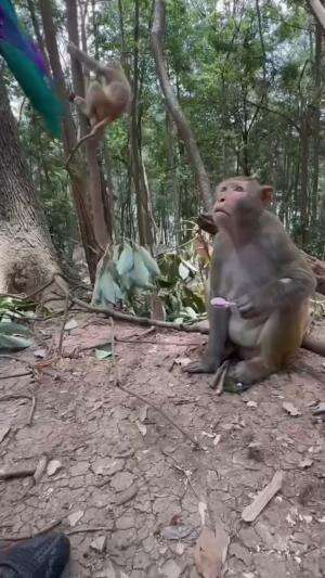 tingkah lucu monyet  #dasar monyet  #fyp 