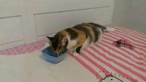 makanpun sambil rebahan #kucing

#HOTrctiplus #shortplus #kucingoyen #duniakucing
