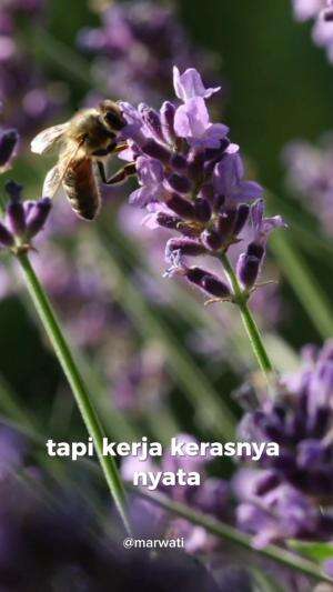 jadilah seperti lebah 🐝 
 #motivasi  #lebahmadu  #quotes  #kerjakeras 