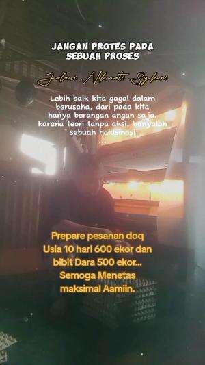  #ternakpuyuh #telurpuyuh #telurtetas  #bibitpuyuhpetelur #puyuh #usaharumahan 