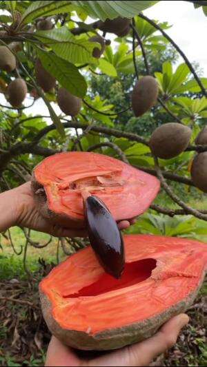 Sawo raksasa mamesapote #Berkebun #edukasi #fyp #fypシ゚viral #trending #foryou #RCTIPlus #HOTrctiplus