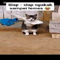 siapa bilang kucing ngk bisa joget ? ini buktinya, auto ngakak sampai perut kram 😂

 #funny 
 #funnyvideo 
#catlovers 
#funnycat 
#Kucing 
 