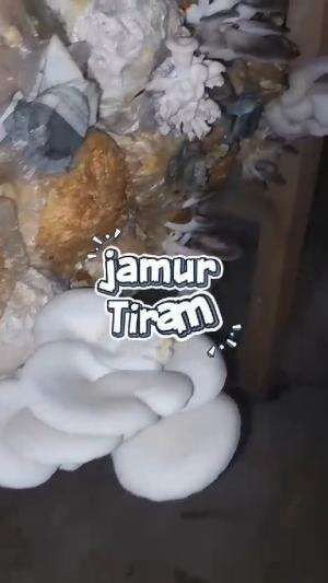 pemuda desa yang sedang budidaya jamur tiram,yuk intip keseruannya ! #Vegan Gulab Jamun 🧆 #jamurtiram #budidaya #budidayajamurtiram #Petani 