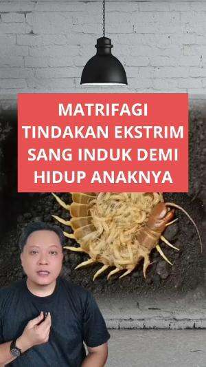 Matrifagi, ketika sang induk membiarkan tubuhnya di makan anak-anaknya #matrifagi #edukasi 