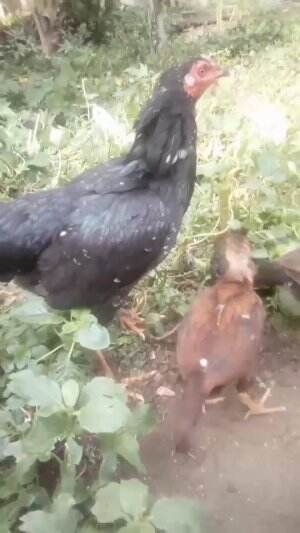 ayam soleh #2
