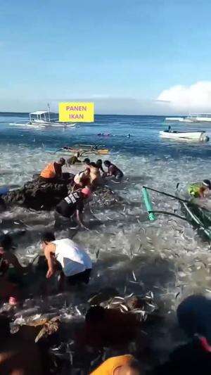 PANEN IKAN PENUH