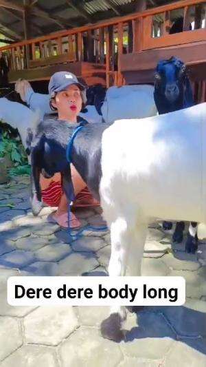 ready, kambing etawa kaligesing