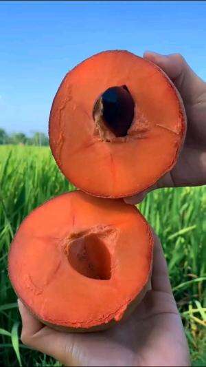 sawo terbesar di Indonesia ternyata ada di Wonogiri #Inspirasi 
