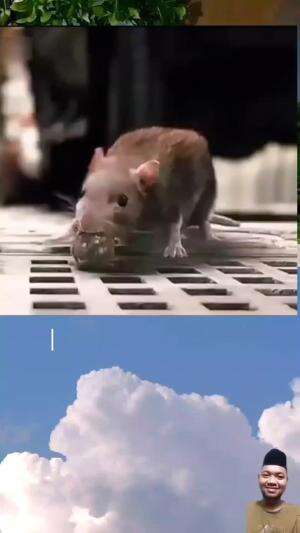 Tikus Oh Tikus