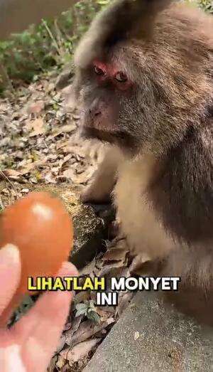 Monyet ini diberi telur oleh seorang pengunjung 😲 #hewan #short 