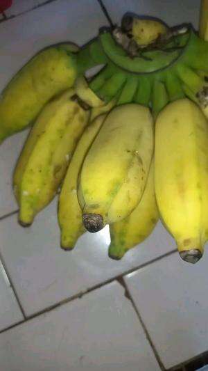 pisang paling manis sih menurutku....
kalo menurut kalian apa guys ?
