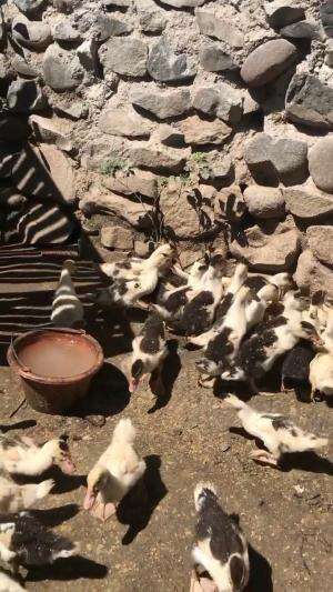 anak mentok kecil lagi sarapan
#HOTrctiplus #shortplus 