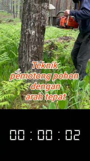 Teknik Potong pohon dengan arah tepat 
 #potongpohon
#teknikskills