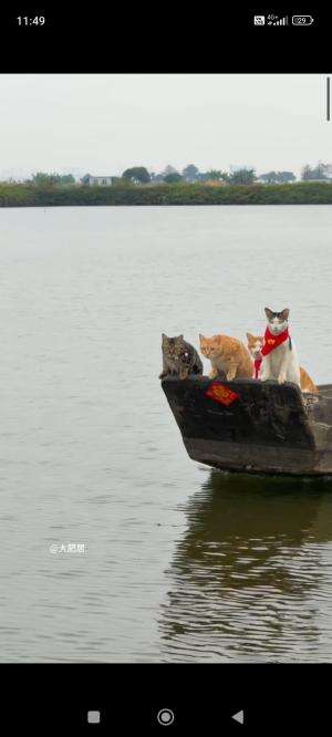 Kucing lucu #cat #kucingoyen  #kucinglucu 