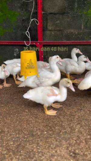 entok umur 35 hari
#HOTrctiplus 