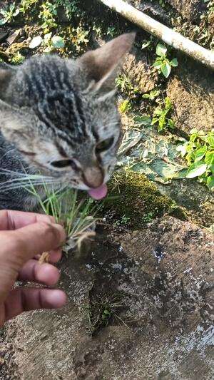 Bikin Geleng geleng kepala sih
 #aneh #Viral #bestmomen #Kucing 