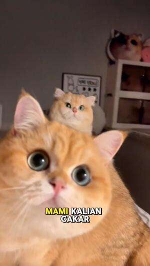 cakar...
#HOTrctiplus #shortplus #kucingoyen #duniakucing